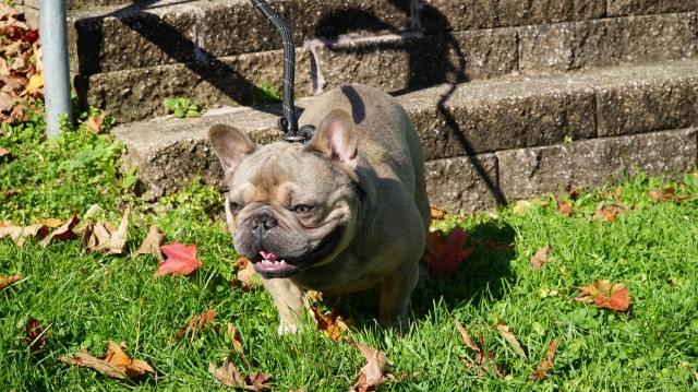 Chocolate Covered Frenchies