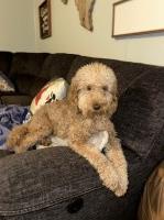 Leopard N Lace Doodles