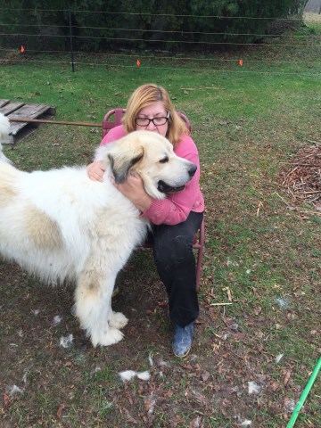 Great Pyrenees Stud 26773