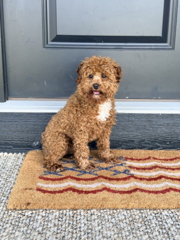 Goldendoodle Stud 31959