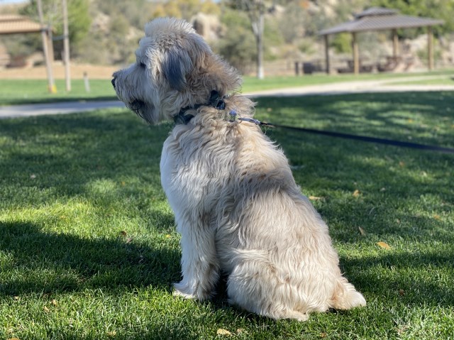 Soft Coated Wheaten Terrier Stud 27536