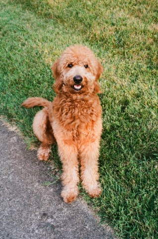 Goldendoodle Stud 31471