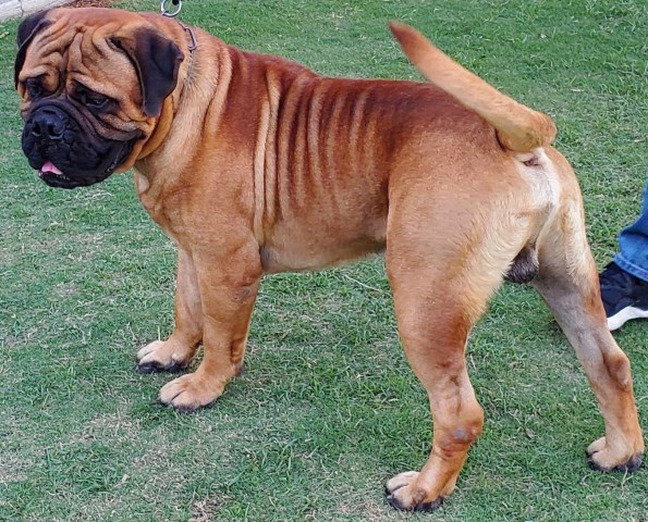 Bullmastiff Stud 27131