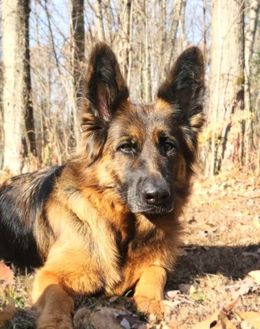 German Shepherd Dog Breeder 31896