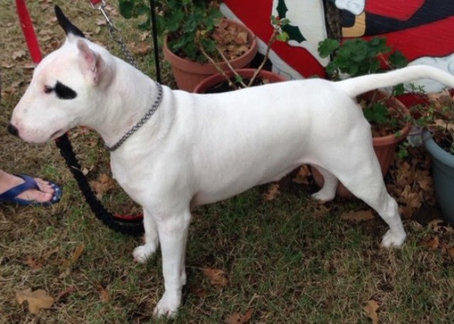 Bull Terrier Stud 28693