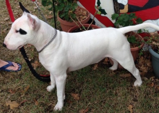 Bull Terrier Stud 28693