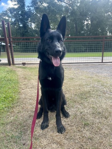 German Shepherd Dog Stud 31860