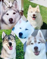 Nykah Siberians Siberian Husky breeder