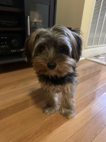 Yorkshire Terrier Stud 30653