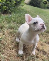 Neria - French Bulldog Stud