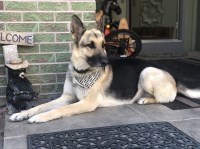 Chris Weber - German Shepherd Dog Stud