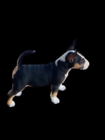 Miniature Bull Terrier Breeder 30826