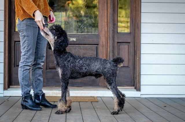 Poodle Standard Stud 30314