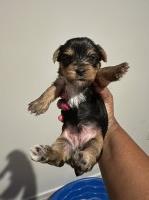 Kizzie’s Beautiful Yorkshire Terriers Yorkshire Terrier breeder
