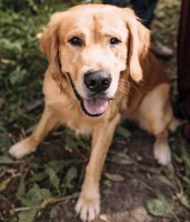Ryan - Golden Retriever Stud