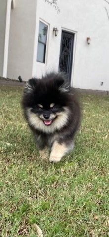 Pomeranian Stud 29462