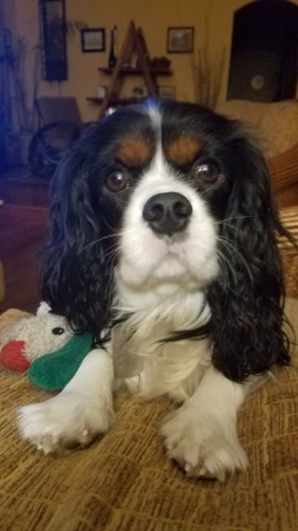 Cavalier King Charles Spaniel Stud 26923