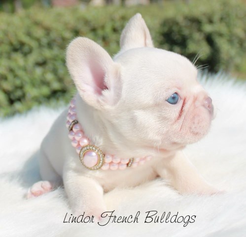 French Bulldog Breeder 27483