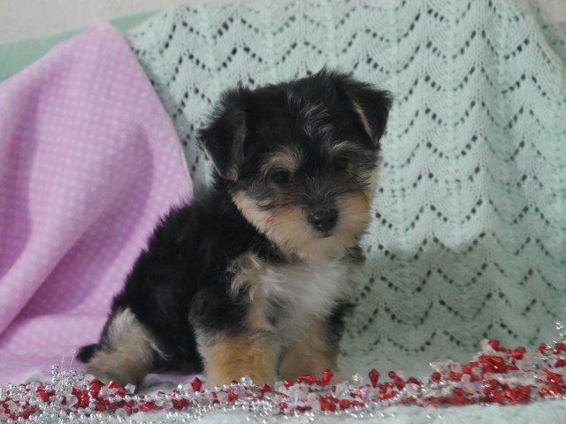 Yorkipoo Breeder 25980