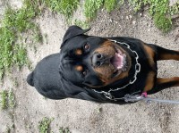 Johnathan g - Rottweiler Stud