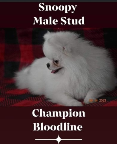 Pomeranian Stud