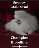 Pomeranian Stud