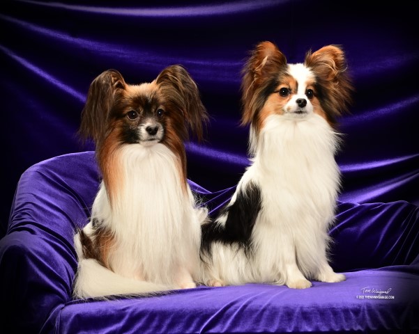 Papillon Breeder 30663