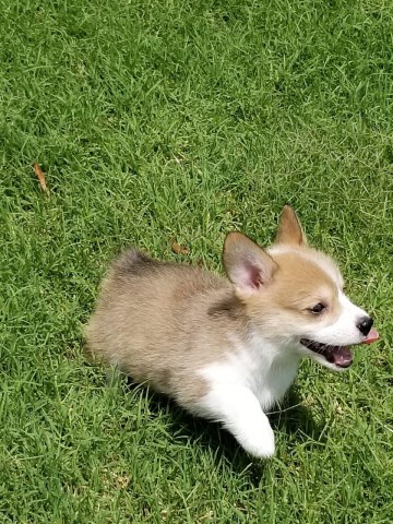 Corgi Corral