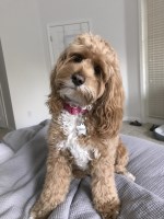 Robins Pups of Florida Shih Poo breeder