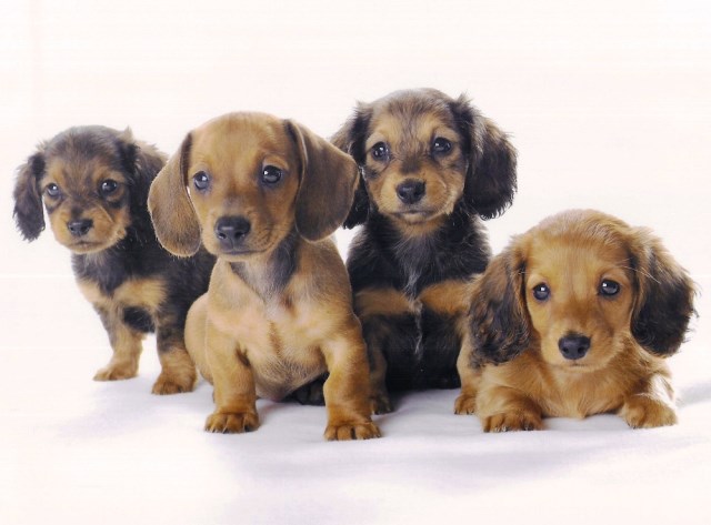 Dachshund Breeder 27729