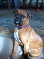 Debra L Brown - Boxer Stud