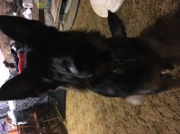 Curt holcomb - German Shepherd Dog Stud