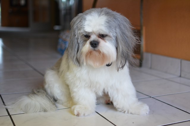 Shih Tzu Stud 25797