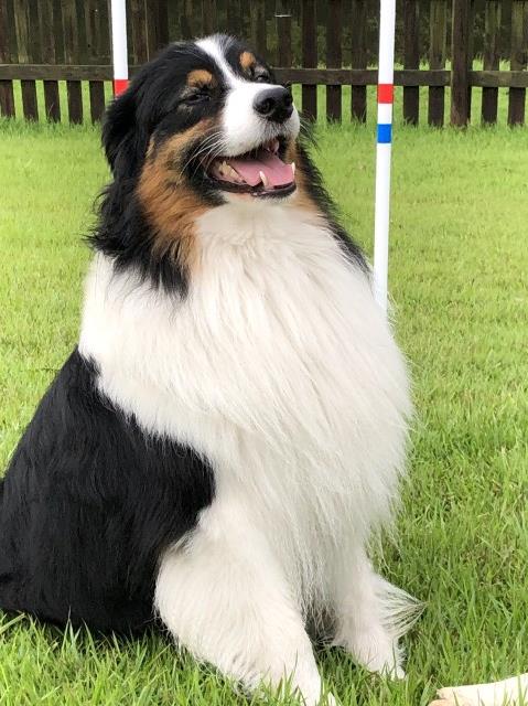 Australian Shepherd Dog Stud 27939