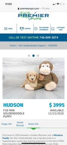 Goldendoodle Stud 29389