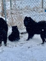 Chow Chow thumbnail