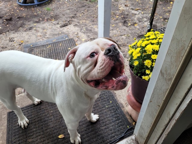 American Bulldog Stud 30227