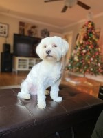 George & Sylvia - Maltese Stud