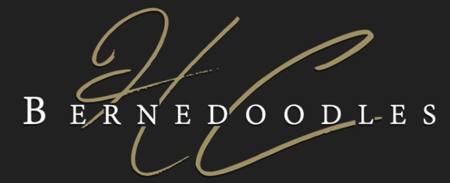 HC Bernedoodles