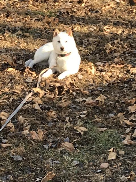 Shiba Inu Breeder 28406