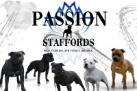 Passion Staffords Staffordshire Bull Terrier breeder