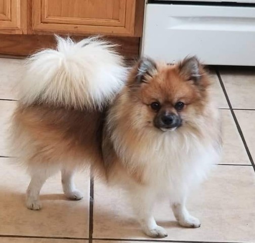 Pomeranian Stud 31409