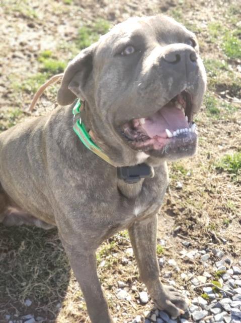 Cane Corso Stud 26771