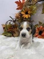 Beagles and Beyond, LLC Beagle breeder