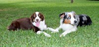 Lone Star Aussies Australian Shepherd Dog breeder