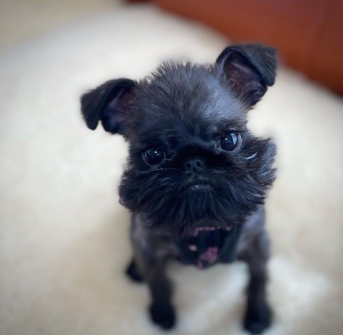 Female Brussels Griffon For Sale