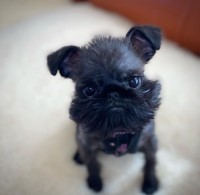 Female Brussels Griffon For Sale Brussels Griffon breeder