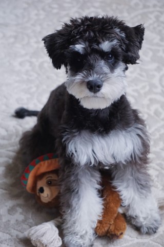 Miniature Schnauzer Stud 29240