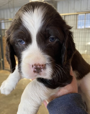 English Springer Spaniel Breeder 29805