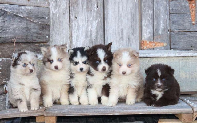 Russian Blue Pomskies